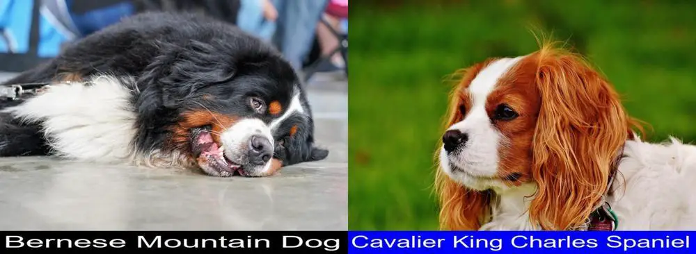 Bernese Mountain Dog Versus Cavalier King Charles Spaniel. Differences