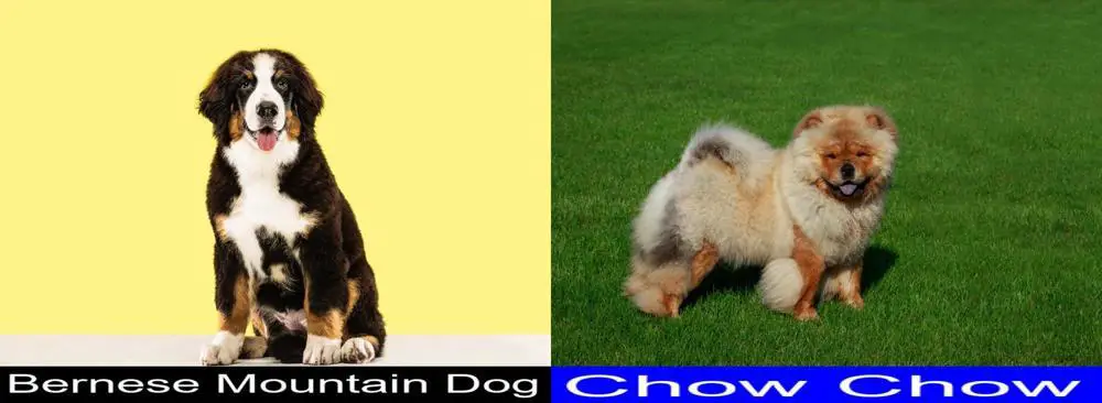 Bernese Mountain Dog Versus Chow Chow. Differences And Similarities