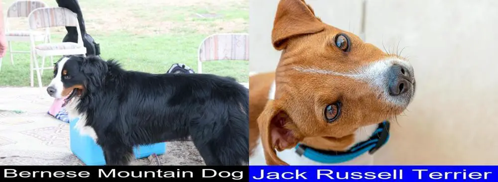 Bernese Mountain Dog Versus Jack Russell Terrier. Differences And 