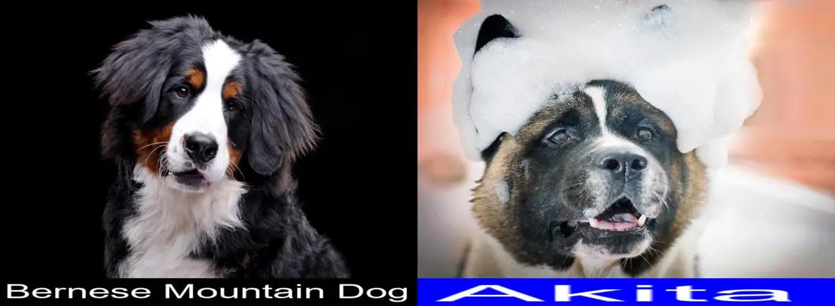 Akita Bernese Mountain Dog Mix Height Bernese Mountain Dog Vs Akita