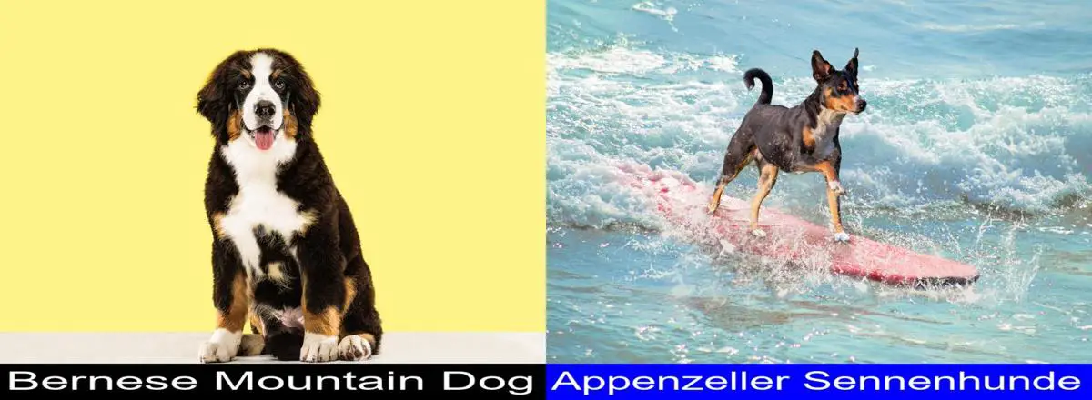 do appenzeller sennenhund bark a lot