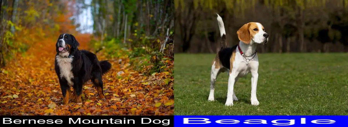 do beagles tolerate being alone