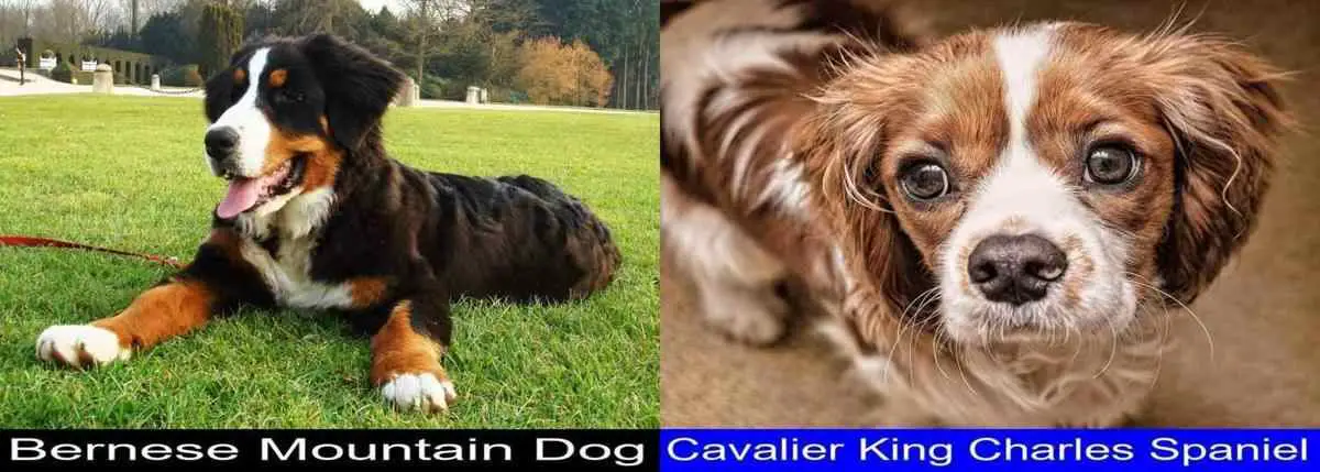 Bernese Mountain Dog Versus Cavalier King Charles Spaniel. Differences and Similarities