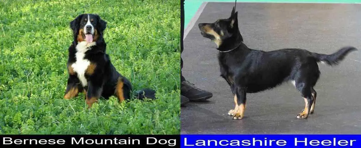 are lancashire heelers easy to train