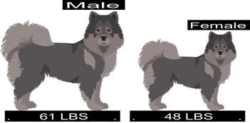 at what age is a eurasier full grown