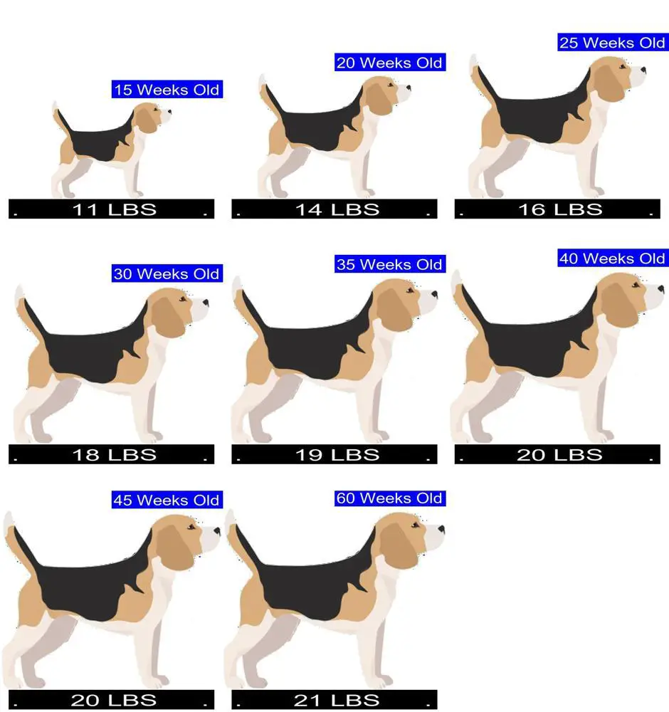 How Much Should Beagle Weigh? Beagle Weight Calculator.