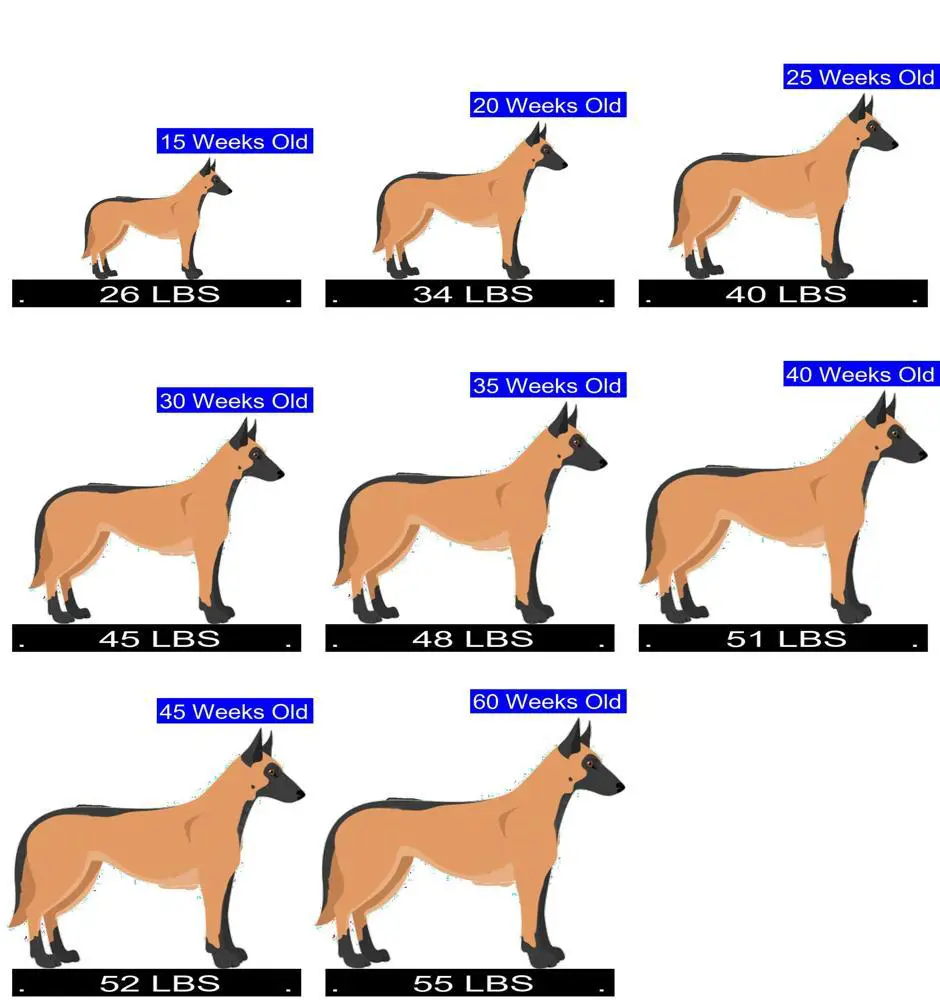 How Much Should Belgian Malinois Weigh? Belgian Malinois Weight Calculator.