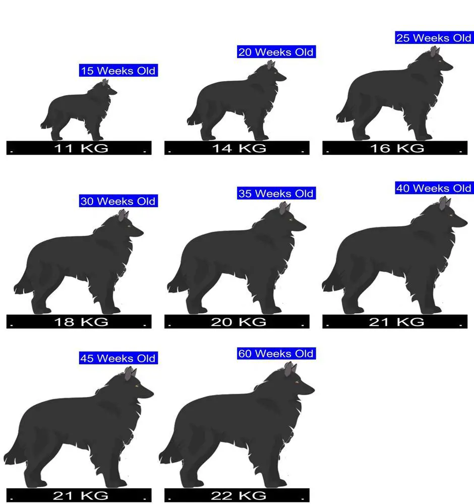 How Much Should Belgian Sheepdog Weigh? Belgian Sheepdog Weight Calculator.