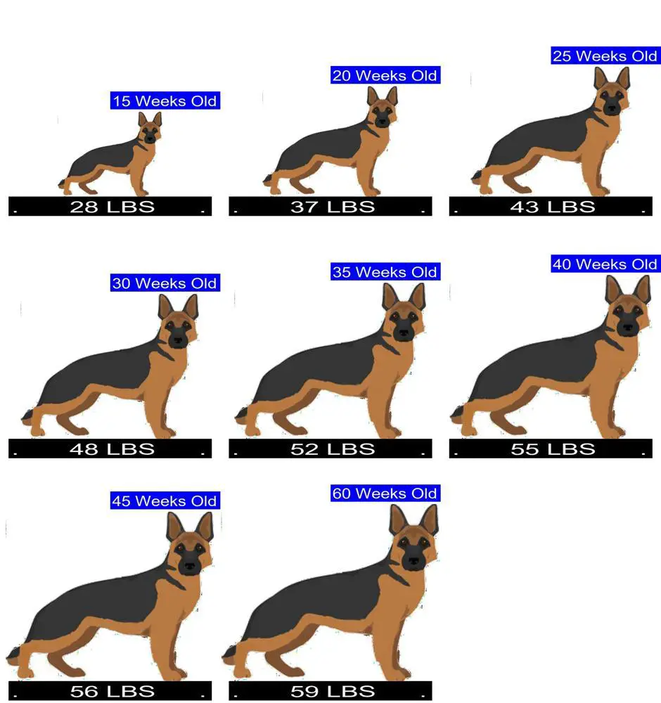 German Shepherd Weight Chart