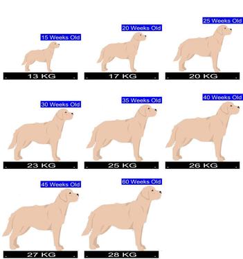 what is the ideal weight for a female labrador