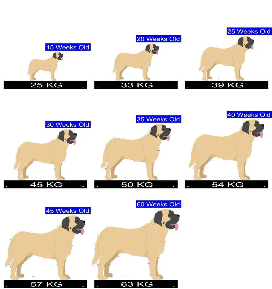 How Much Should Mastiff Weigh? Mastiff Weight Calculator.