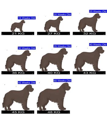 how much do female newfoundlands weigh