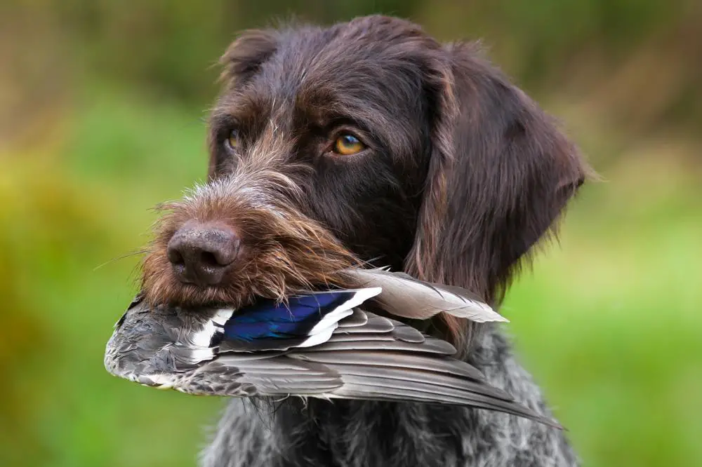 how-much-should-german-wirehaired-pointer-weigh-german-wirehaired