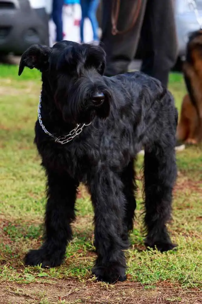 How Much Should Giant Schnauzer Weigh? Giant Schnauzer Weight Calculator.