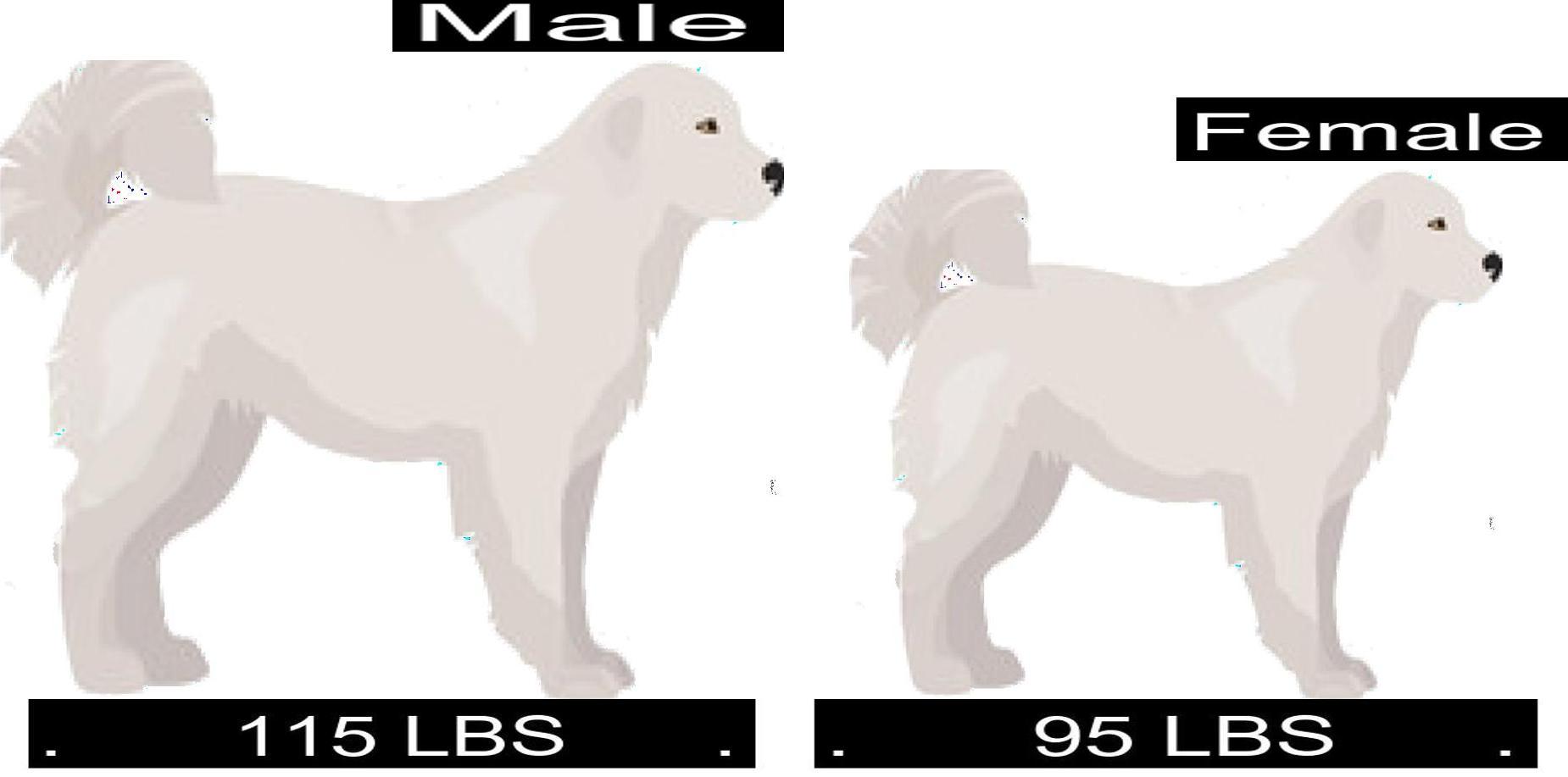 How Much Should Great Pyrenees Weigh? Great Pyrenees Weight Calculator.