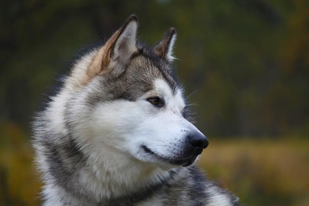 how much does a full grown alaskan malamute weight