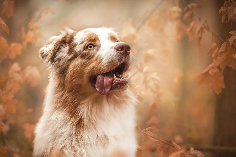 How Much Should Australian Shepherd Weigh? Australian Shepherd Weight