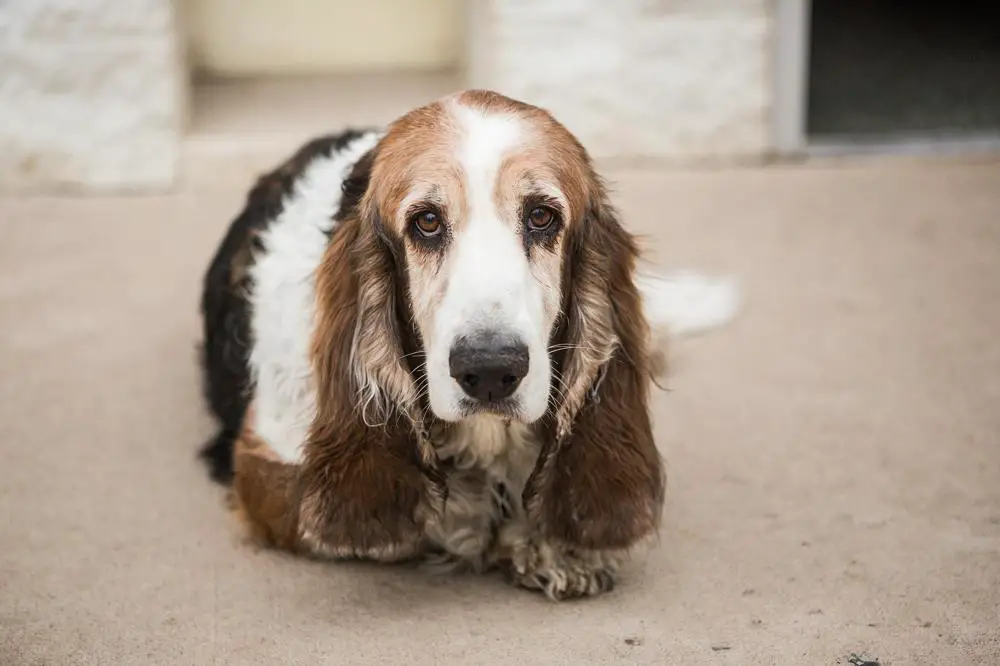 how-much-should-basset-hound-weigh-basset-hound-weight-calculator