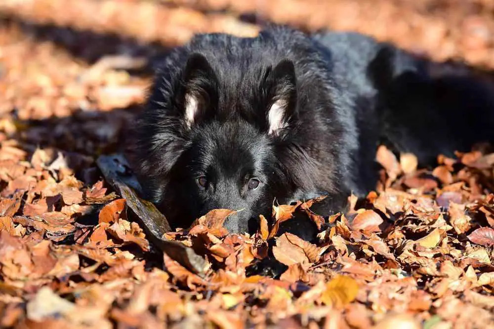 How Much Does A Belgian Sheepdog Cost