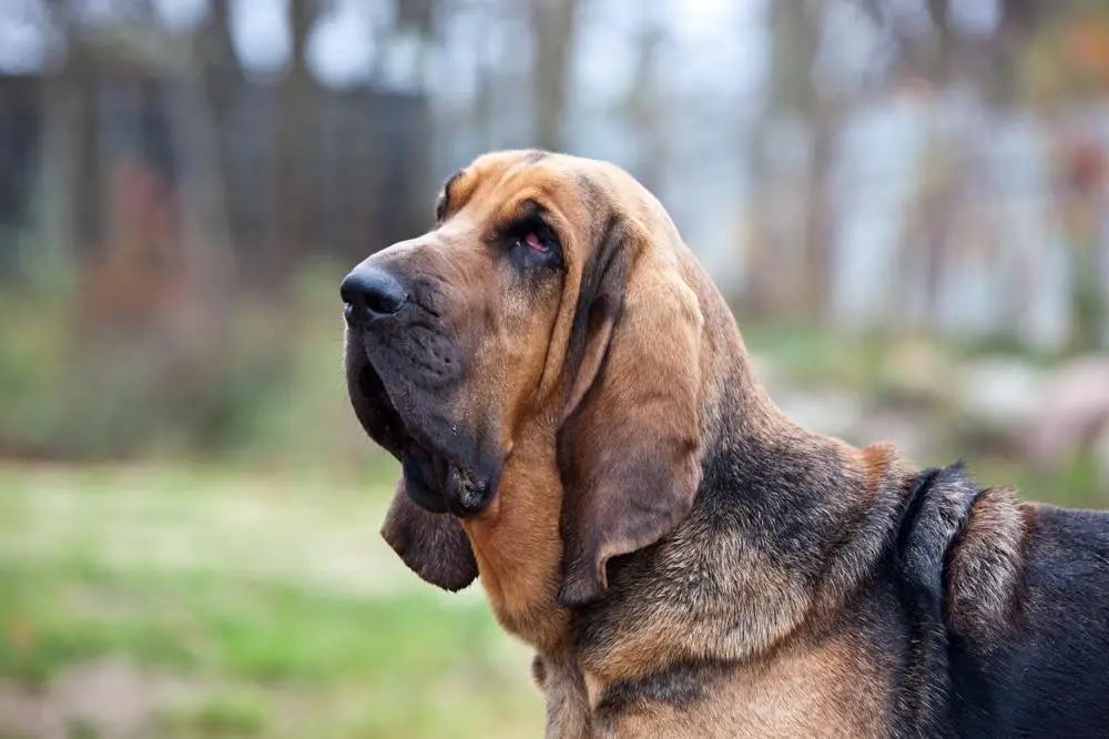 at what age is a bloodhound full grown