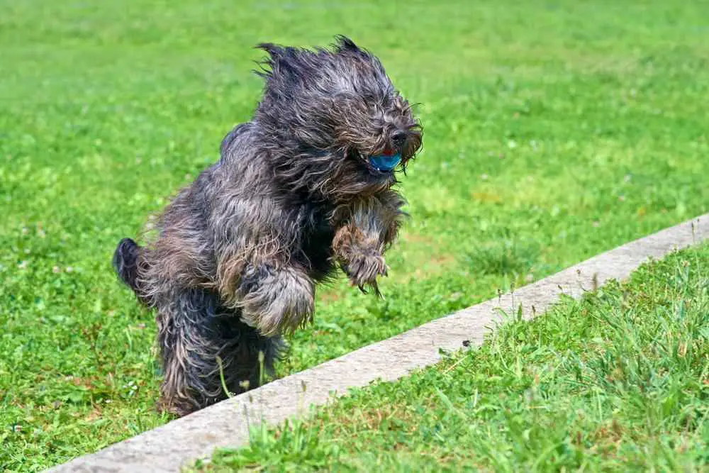 at what age is a briard full grown