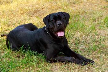 Is My Cane Corso Underweight