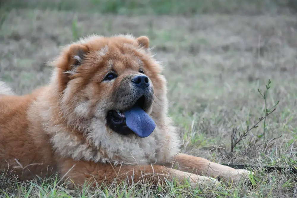 How Much Should Chow Chow Weigh? Chow Chow Weight Calculator.