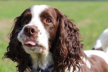at what age are english springer spaniels fully grown