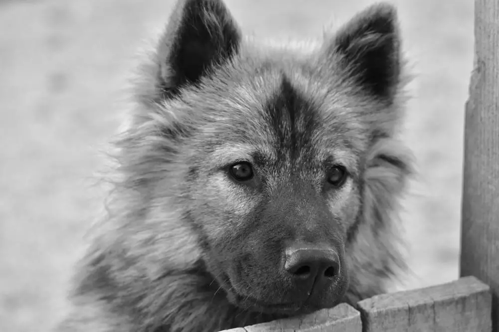 at what age is a eurasier full grown