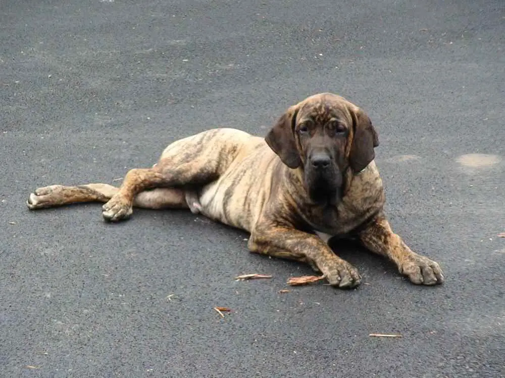 at what age is a dogue brasileiro full grown