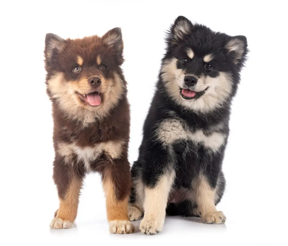 are bones safe for finnish lapphund puppies