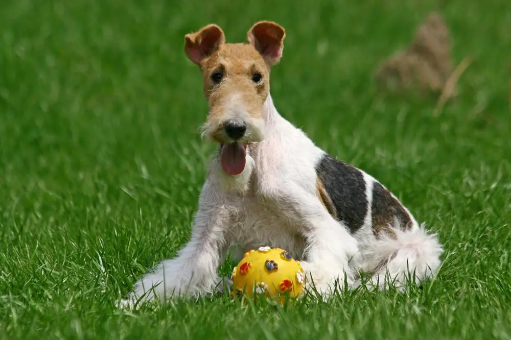 how much should a fox terrier eat