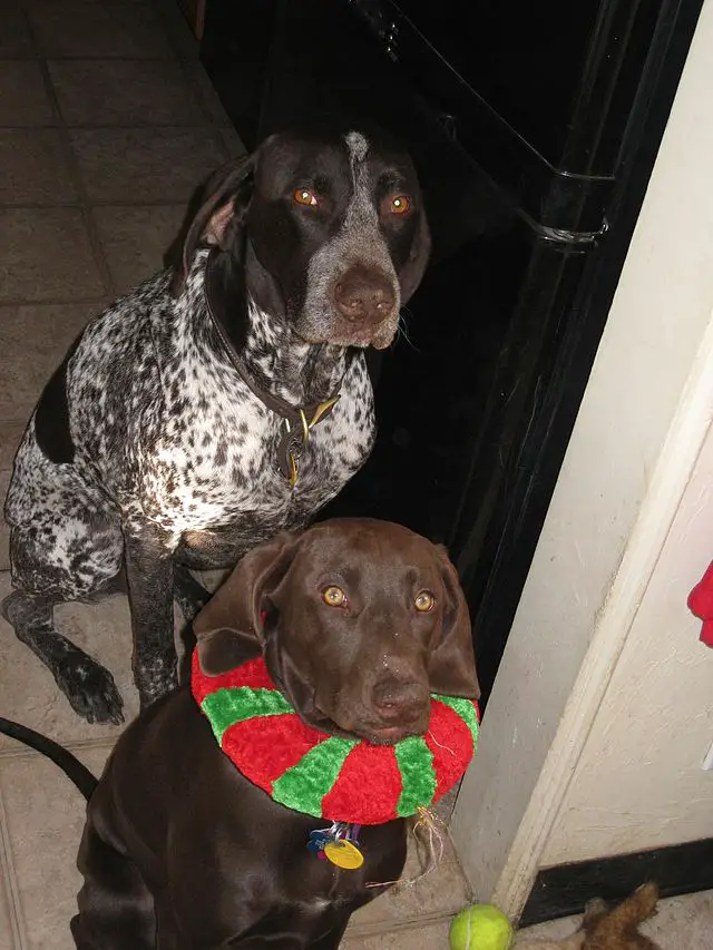 how-much-should-german-shorthaired-pointer-weigh-german-shorthaired