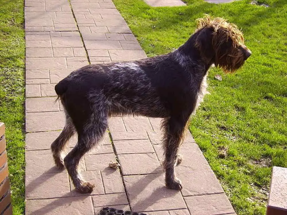 how-much-should-german-wirehaired-pointer-weigh-german-wirehaired