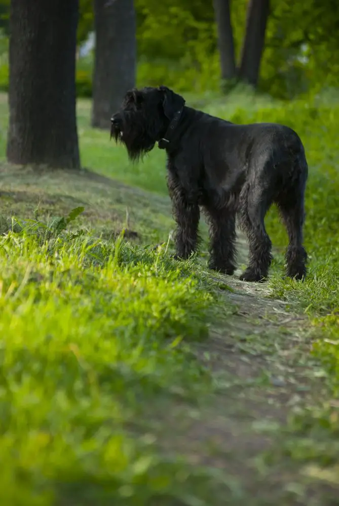 how much to feed giant schnauzer puppy