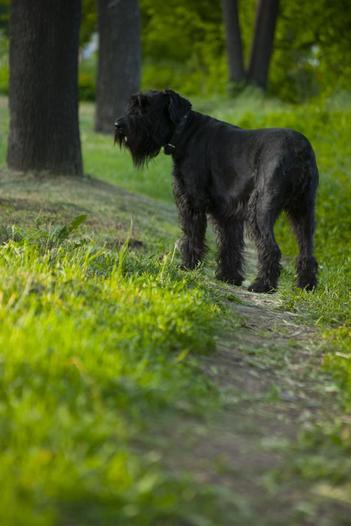 how much should my 6nmintj old schnauzer eat