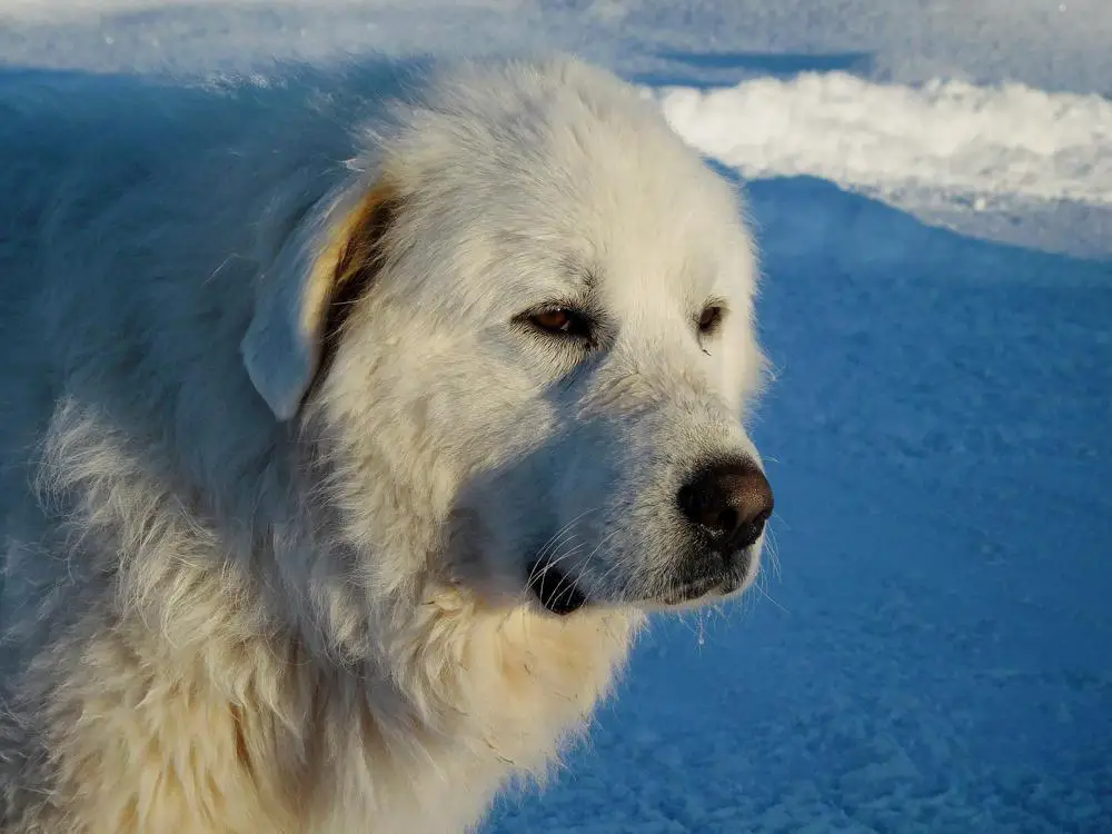 How Much Should Great Pyrenees Weigh? Great Pyrenees Weight Calculator.