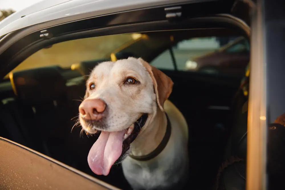 how heavy should labrador be