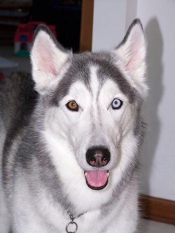 how much should a 6 week old siberian husky weigh