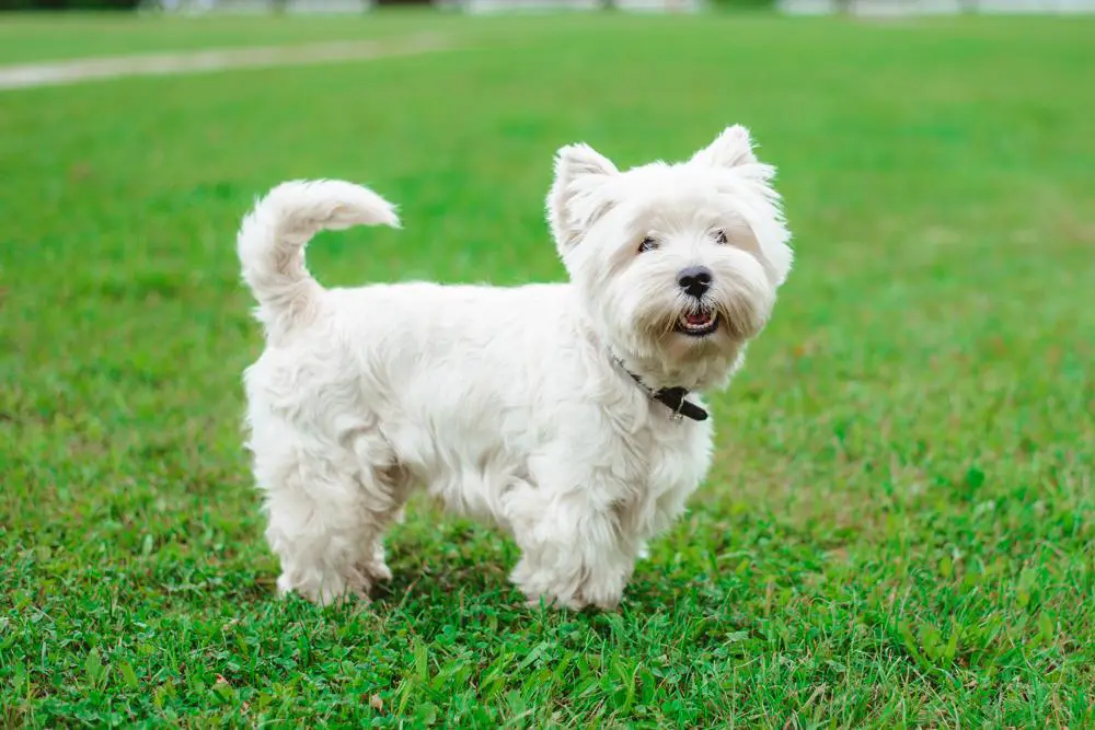 how big do west highland white terriers get