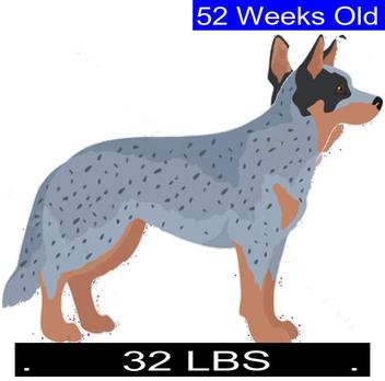 how much should my 3 month old australian cattle dog puppy weigh