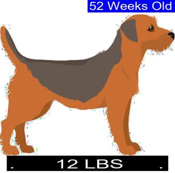 how much should my rat terrier weigh