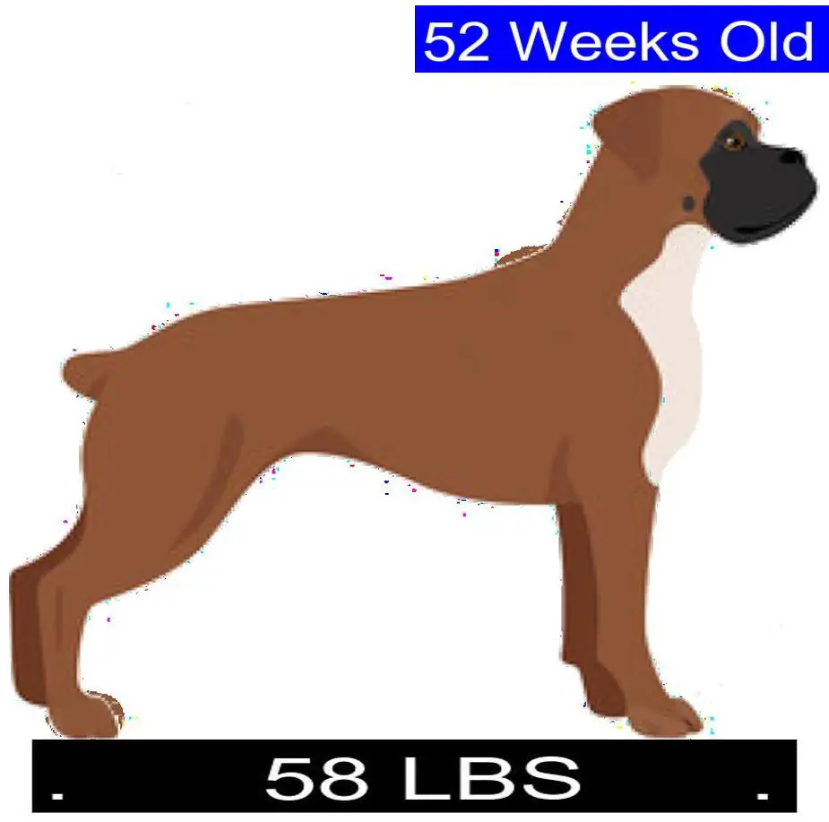 how-much-should-boxer-weigh-boxer-weight-calculator