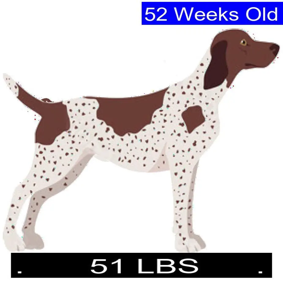 how-much-should-german-shorthaired-pointer-weigh-german-shorthaired