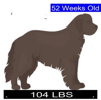 how much do female newfoundlands weigh