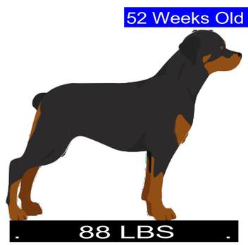 How Much Should Rottweiler Weigh? Rottweiler Weight Calculator.