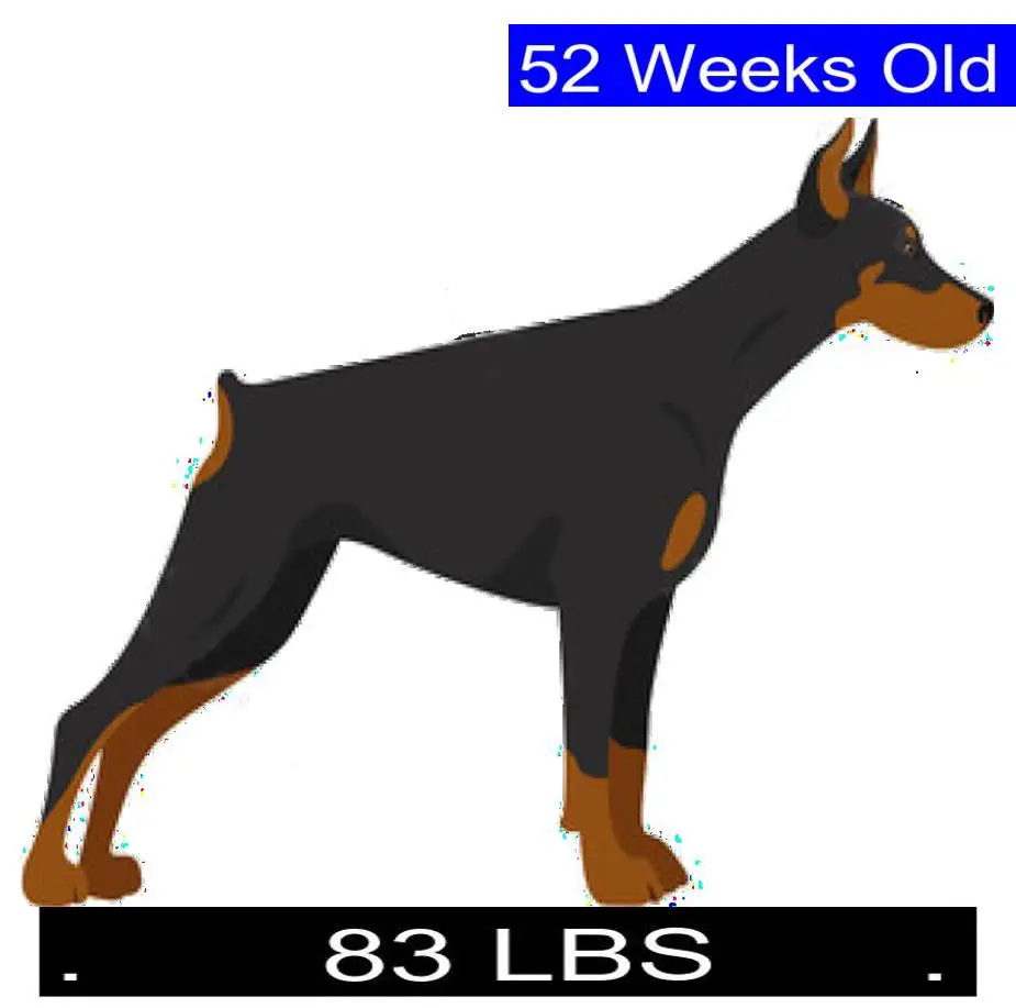 How Much Should Doberman Pinscher Weigh? Doberman Pinscher Weight