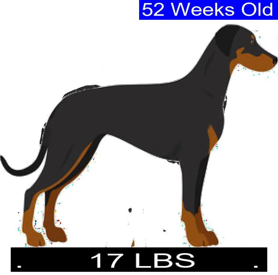 How Much Should Manchester Terrier Weigh? Manchester Terrier Weight ...