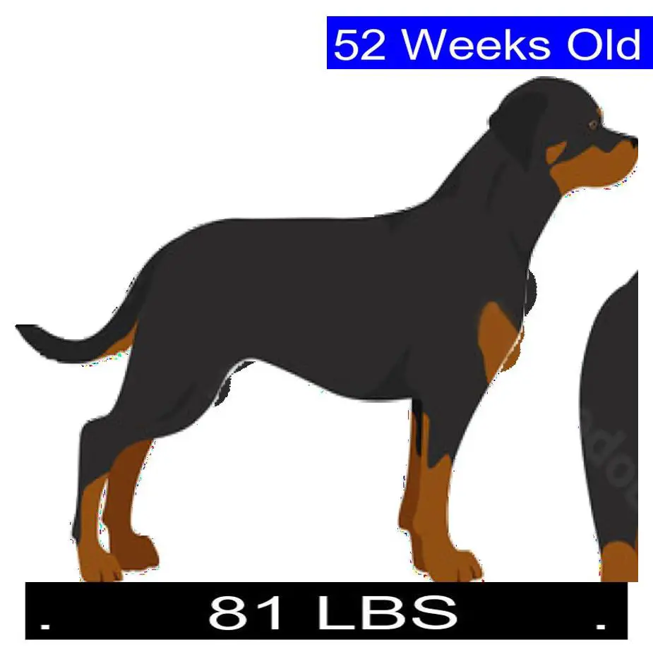 How Much Should Rhodesian Ridgeback Weigh? Rhodesian Ridgeback Weight ...