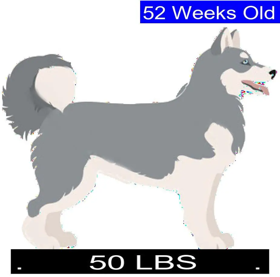 How Much Should Siberian Husky Weigh? Siberian Husky Weight Calculator.